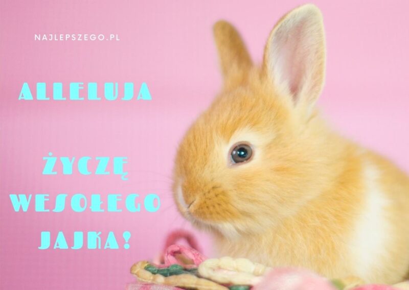 kartka z zajączkiem na wielkanoc